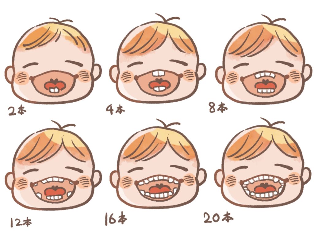 赤ちゃんの歯の生え方